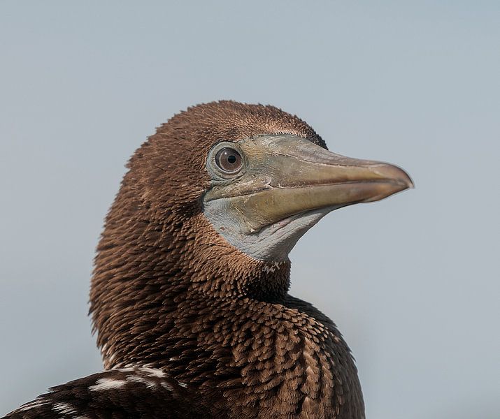Blauwvoetgent by Maarten Verhees