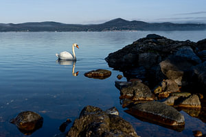 Naturfoto Weißer Schwan am Lago di Bracciano Italien