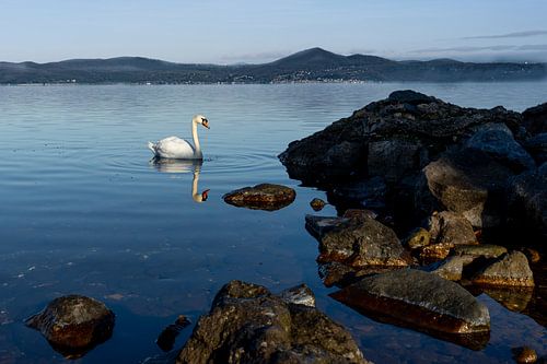 Natuurfoto Witte zwaan Lago di Bracciano Italië