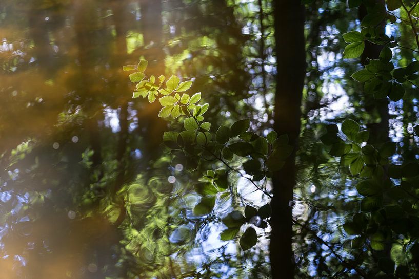 Sommerliche Spiegelung im Wald 2 von Heidemuellerin