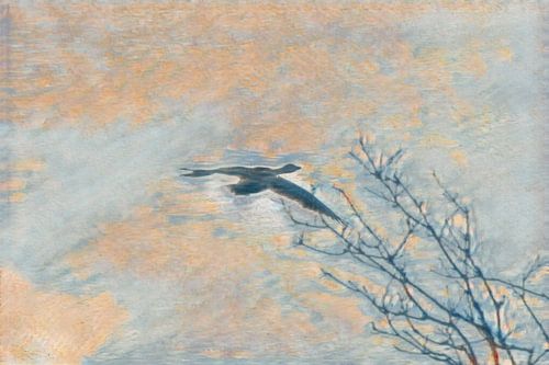 À vol d'oiseau