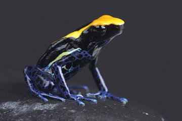Malerfrosch (Dendrobates tinctorius) von Ronald Pol