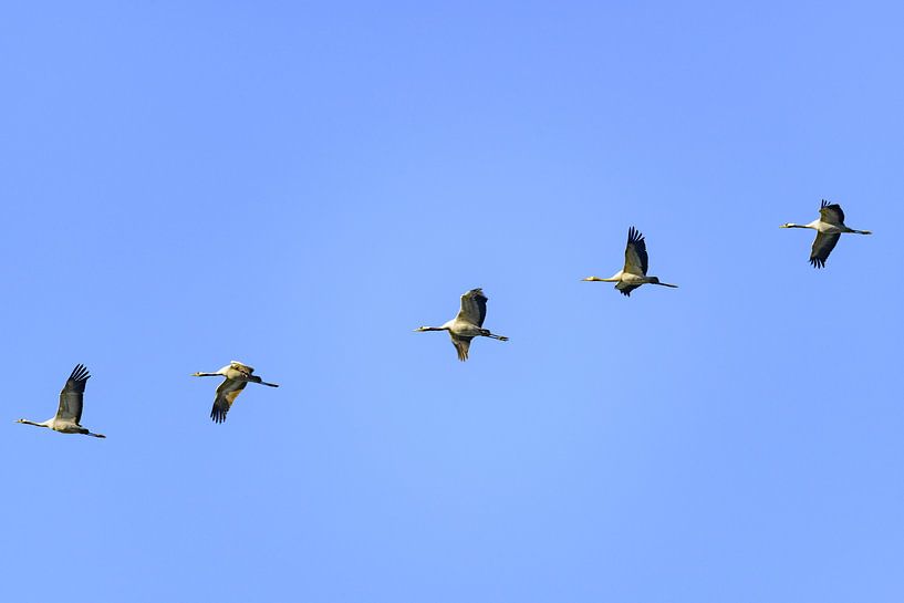 Crane birds or Common Cranes flying in mid air by Sjoerd van der Wal Photography