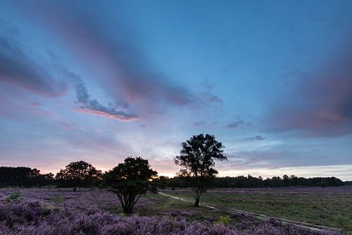 Zonsondergang op de paarse heidevelden!