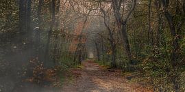 Panorama of the Berger forest by Martin van Lochem
