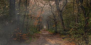 Panorama of the Berger forest by Martin van Lochem