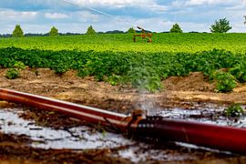 In the outskirts of Roermond, a farmer sprays his land. All water managers in the Netherlands yearn  by Niels Wenstedt