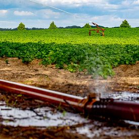 Am Stadtrand von Roermond besprüht ein Landwirt sein Land. Alle Wassermanager in den Niederlanden se von Niels Wenstedt