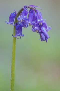 Jacinthe des bois