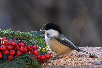 A tit at the garden feeder by Claude Laprise