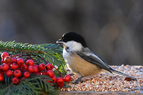 Une mésange à la mangeoire du jardin