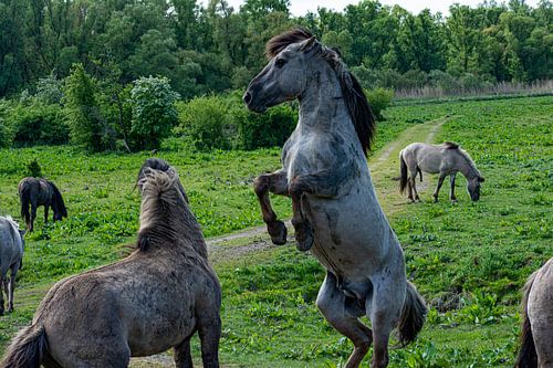 Konink paard vechtend voor de rangorde