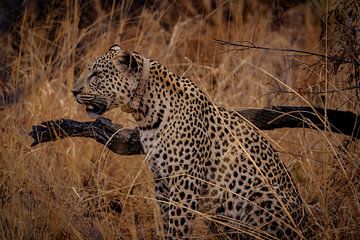 Luipaard in het gras van Namibië, Afrika van Patrick Groß