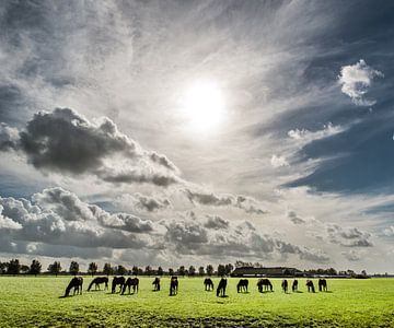 Paarden in het Friese landschap van Harrie Muis