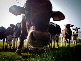 Kiekkiek by Wendy Bremmert