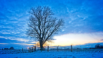 Un arbre solitaire en hiver