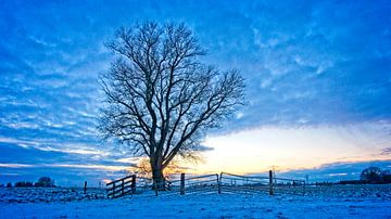 Un arbre solitaire en hiver sur Mark Veldman