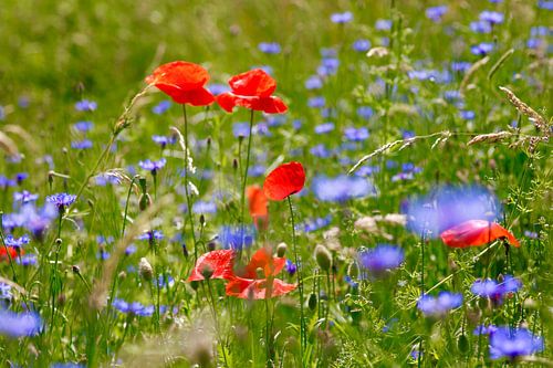 Poppies