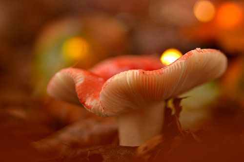 Magnifique champignon. Avec un bel environnement
