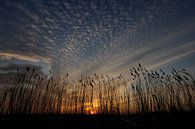 Reed Sunset by M DH thumbnail