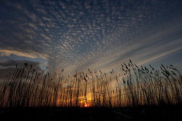 Reed Sunset by M DH