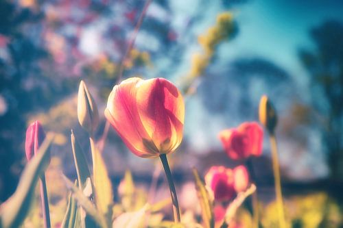 Bloesem Gruga - Lente Tulpen Tulpen gefotografeerd in zachte bokeh