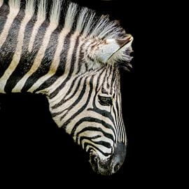 Zebra by Hennie Zeij