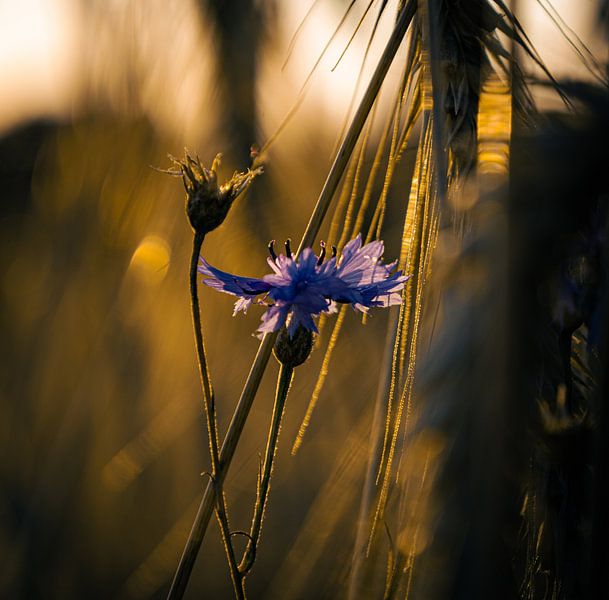 Kornblumen von Tim Breeschooten