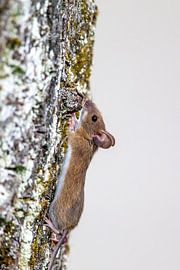 Gelbhalsmaus (Apodemus flavicollis) von Dirk Rüter