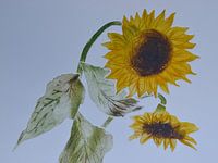 Zonnebloemen   B