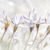 White flowers in soft colours by Ideasonthefloor