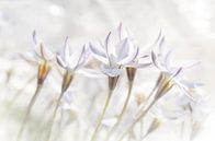 Witte bloemen in zachte kleuren van Ideasonthefloor thumbnail