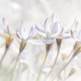 Fleurs blanches aux couleurs douces sur Ideasonthefloor