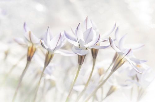 Witte bloemen in zachte kleuren