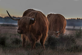 Scottish Highland by Wim & Jur