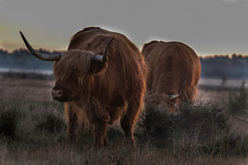 Schotse Hooglander