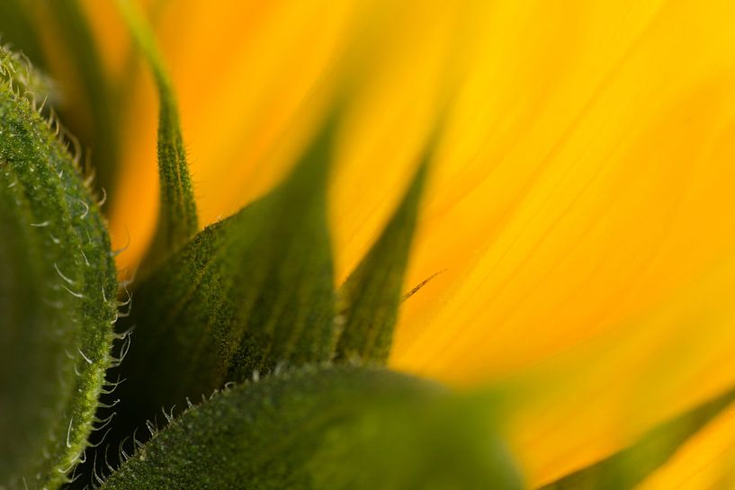 Sonnenblume von Greetje van Son