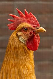 Fier comme un... KIP ! sur Annelies Werkman