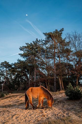 Paard Zachte Grazing onder de Maan Pony in een Bosrijk Duinlandschap