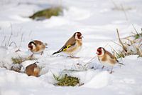 Stieglitze in Winterstimmung