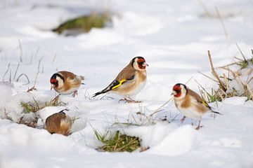 Chardonnerets en hiver sur Vincent Verkuil