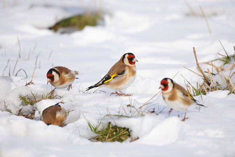 Stieglitze in Winterstimmung von Vincent Verkuil
