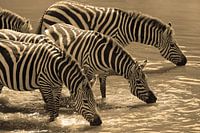 Zebra-Aufstellung