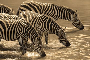 Zebra line up by Roland Smeets