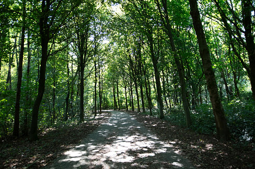 De vele bladeren van bomen in het bladerdak in Emsland, Nedersaksen, Duitsland