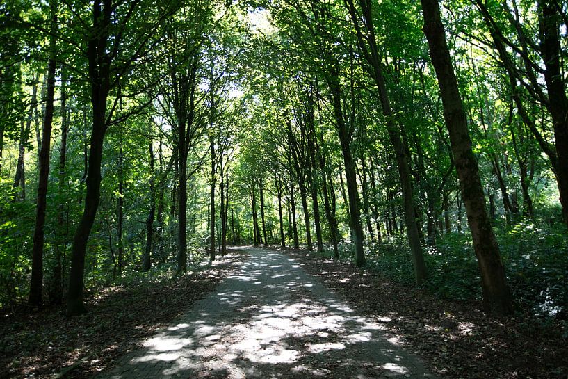 The many leaves of trees in the canopy in Emsland, Lower Saxony, Germany by Bianca Meyering Fotos - BMF