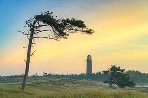 Windflüchter beim Leuchtturm Darßer Ort