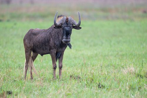 The Wildebeest of Rietvlei: Power of the Savannah