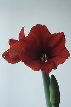 Amaryllis