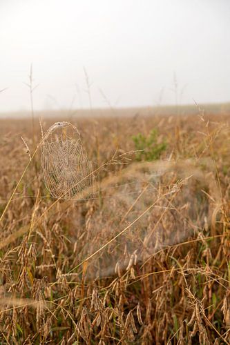 Dauw op een spinnenweb